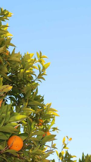 seo群发工具截图1