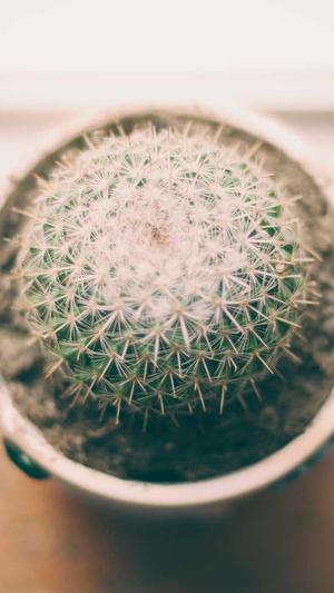 头条蜘蛛池租用多少钱截图2