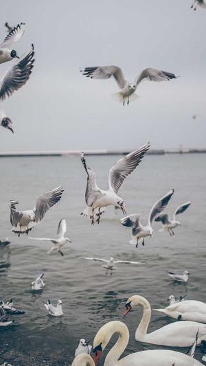 泛目录怎么收录截图1