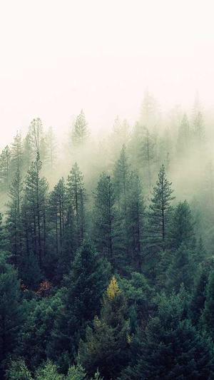 买个蜘蛛池截图4