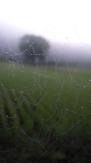 seo工具,站长查询工具截图1