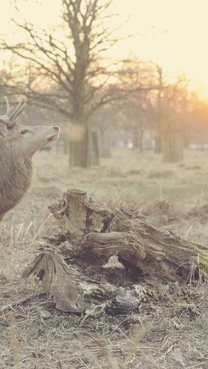 黑料正能量导航首页seo截图3