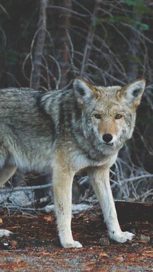 企业网站建设合同范本截图1