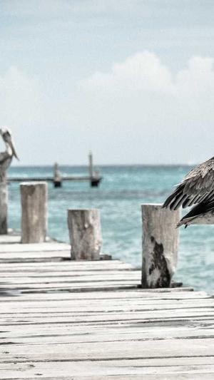 站长工具seo优化建议截图1