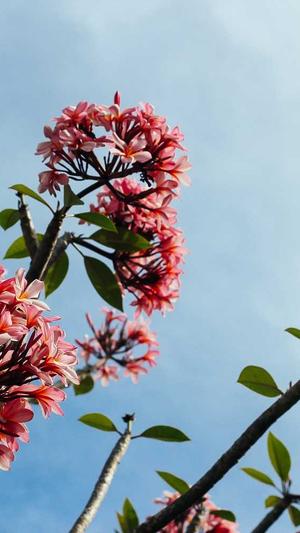 黑帽泛目录截图5