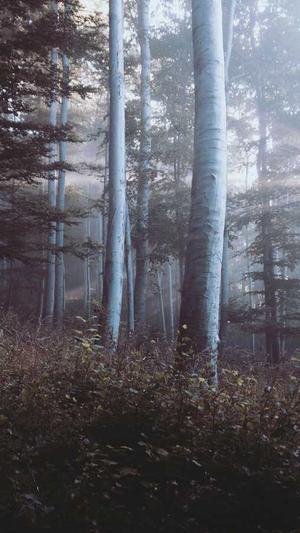 蜘蛛池程有用不截图1